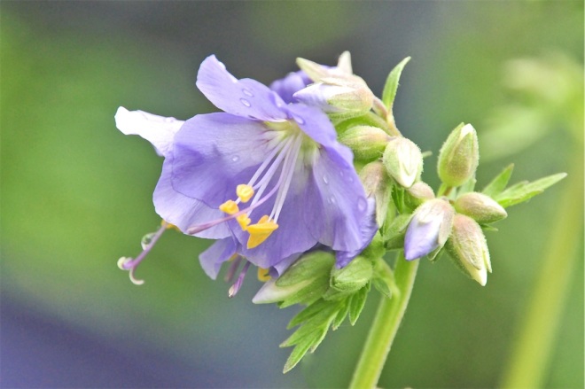 Jakobsleiter, blau-violett, Blüte, Detail