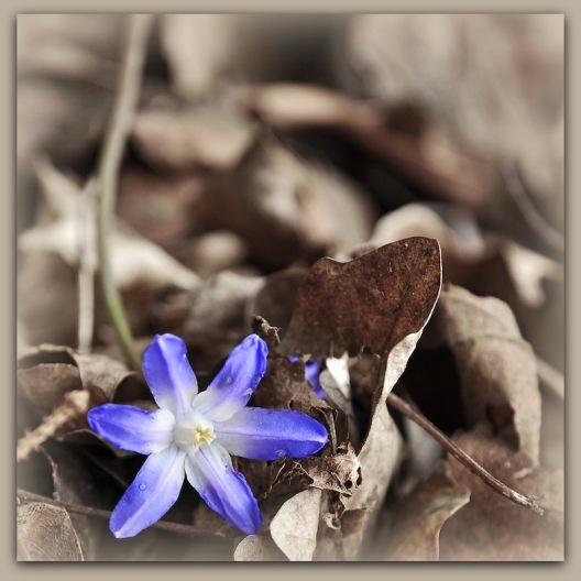 Die blaue Blume - scilla